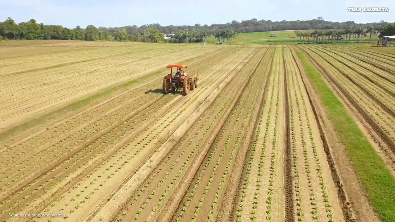 Awesome, The World's Best Lettuce Cultivation - Modern Agriculture Technology