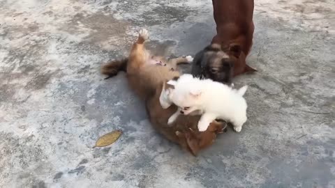 cute puppy videos