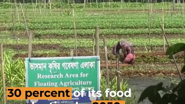 Bangladesh farmers revive floating farms | Al Jazeera Newsfeed