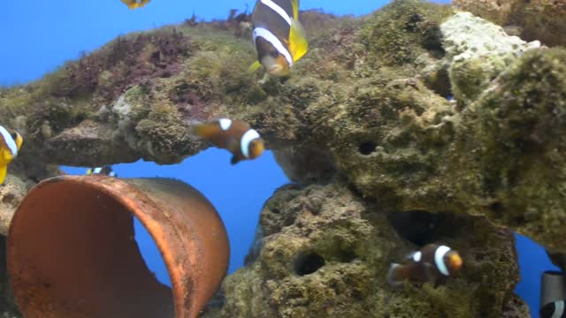 Clark's Anemonefish or Yellowtail Clownfish