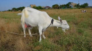 Hungry White Male Goat In Field