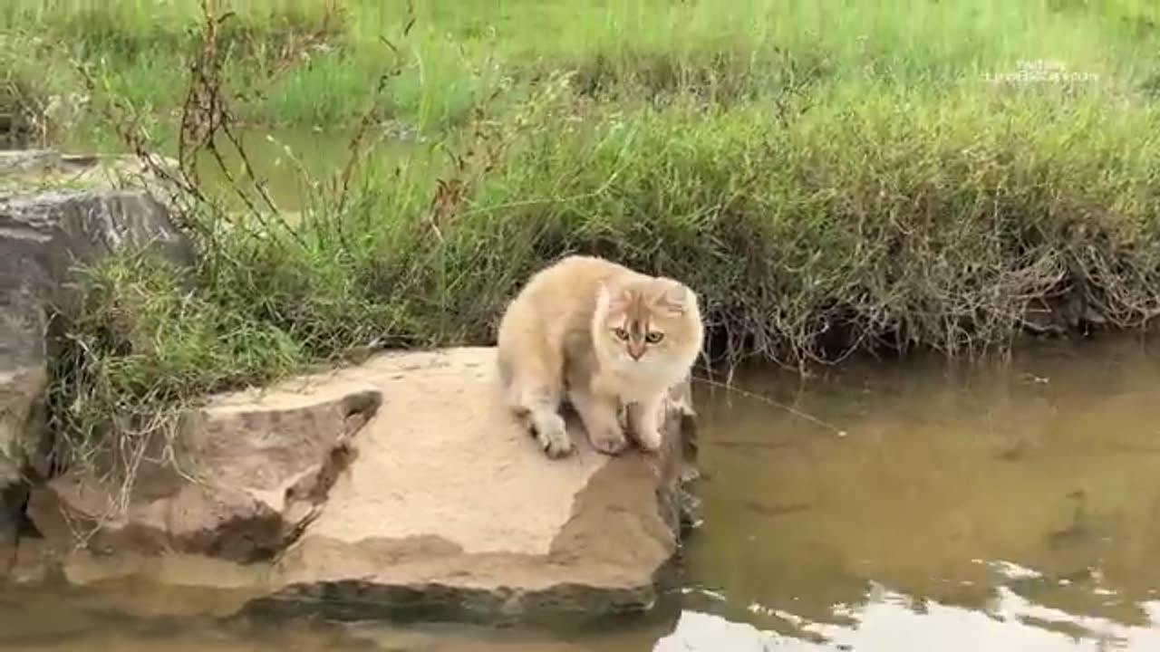 Mother duck was surprised!The kitten actually led the duckling to swim in the river.Cute and funny