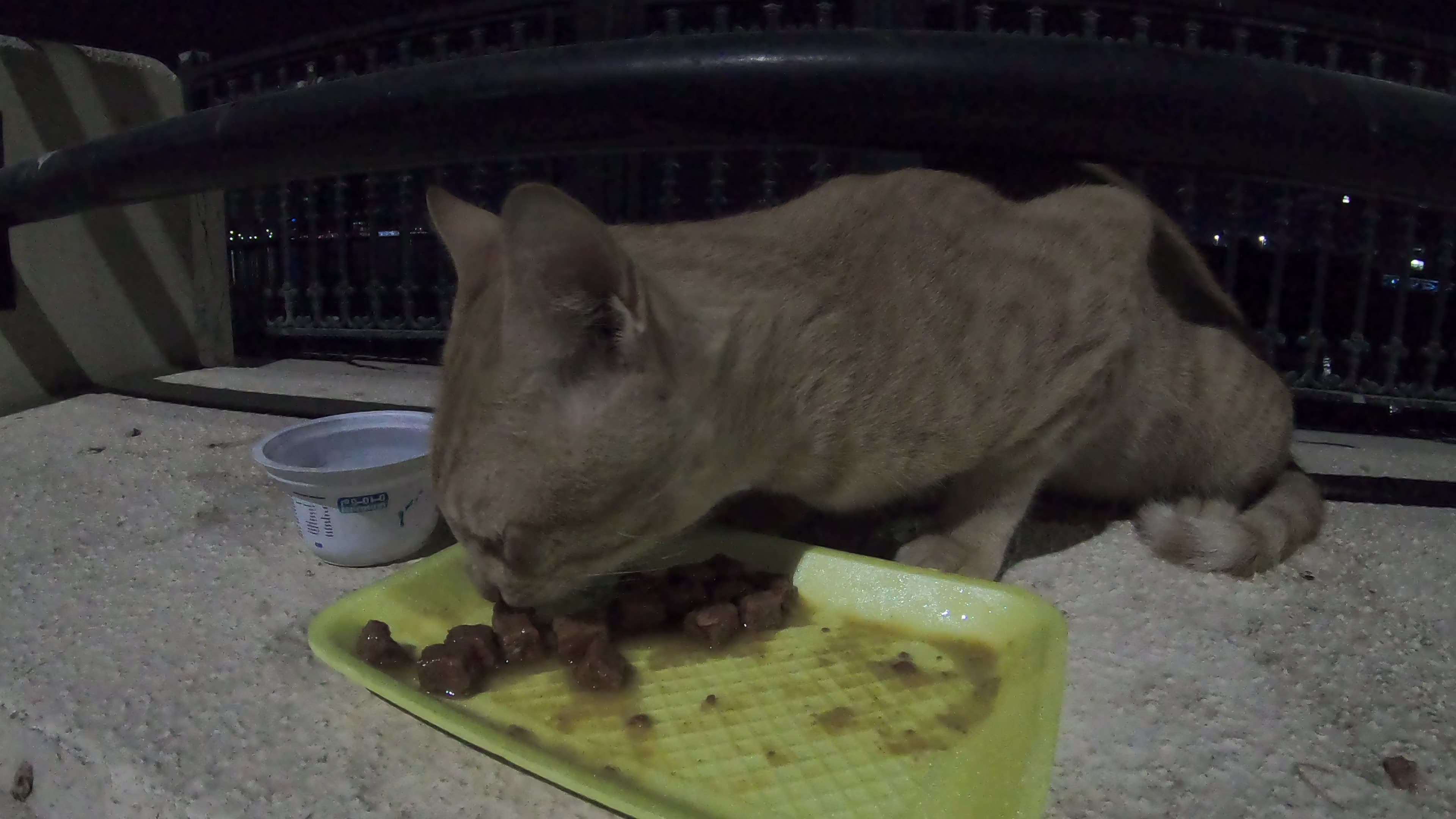 ED SHEERAN - Homeless cat in Ras Al Khaimah, UAE #cat #cats #EdSheeran ...