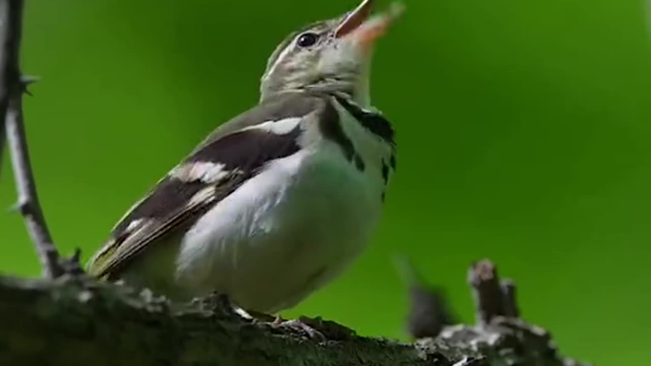 Beautifull bird sound.. Wonderfull..