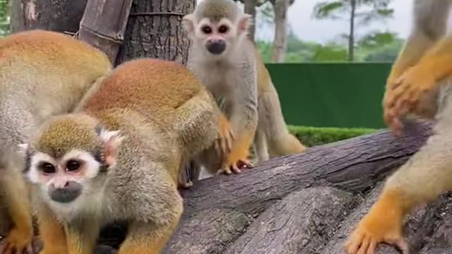 monkeys