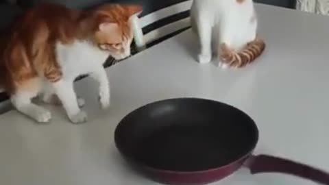 Cute cats🐱🐱 , funny 🤣cats