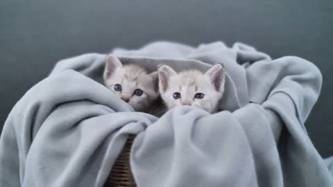 Lovely tabby kitten playing under the sheet