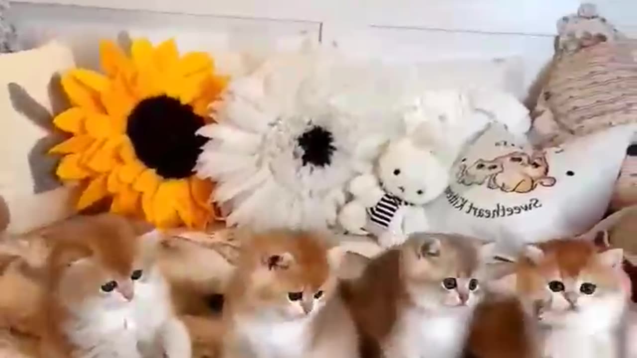 cute kitten 🥰😘