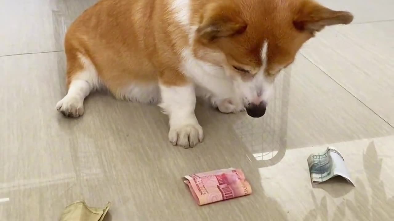 Money-Minding Dogs: Meet the Canine Heroes Who Help Keep Your Finances in Check