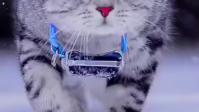 Funny cat | |Cute animals |Cat videos |Cute kittens
