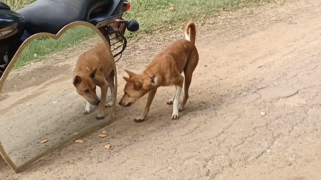 Hilarious Mirror Prank For Dog