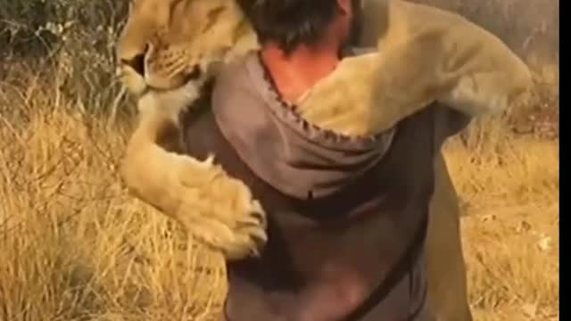 Man and Lion friendship in the wild