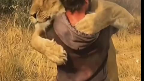 Man and Lion friendship in the wild