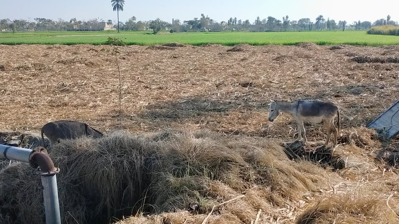 donkey meeting animal new video