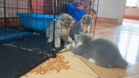 The kittens are so funny and sweet 🤪 too cute P350