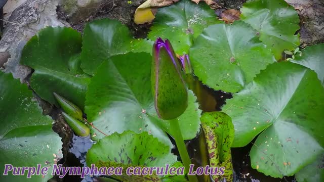 Lotus flower awakening