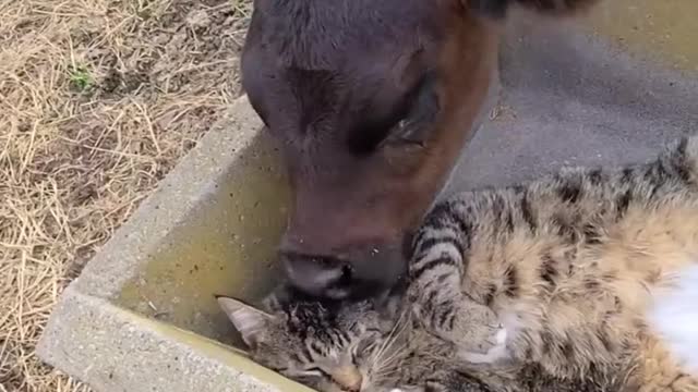 Funny animals - Funny cats _ dogs - Funny animal videos 241