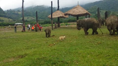 Cute Baby Elephant Gets Frustrated After Chasing Dog