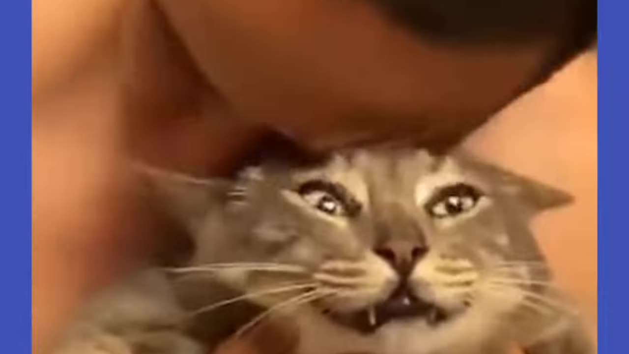 Funny animals videos. cats and dogs fails. #shorts #tiktok #funnyvideos