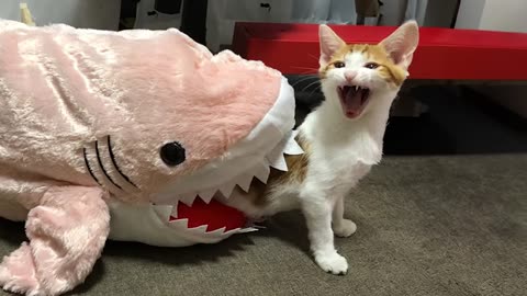 Cat Funny Moments part.1