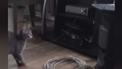 Funny cats playing in house.