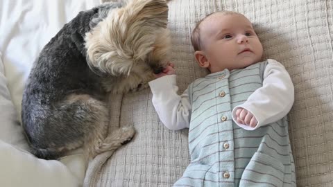 baby and a small dog