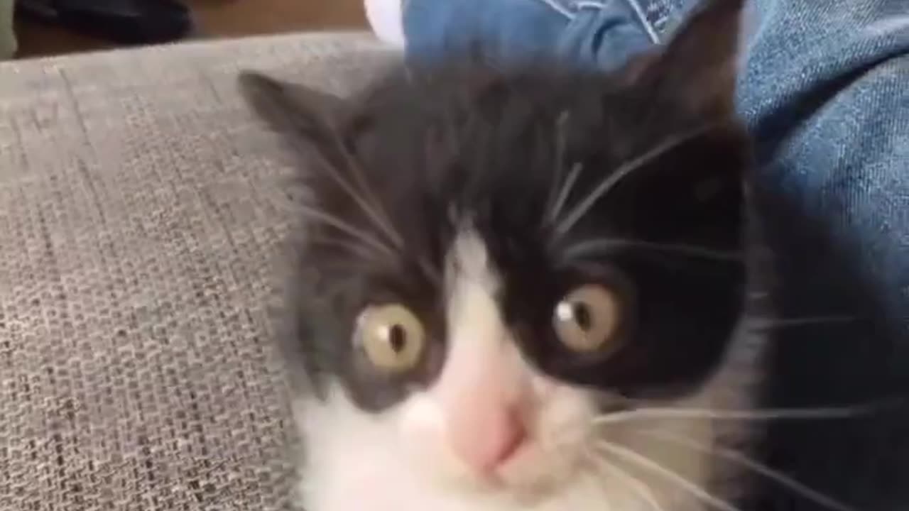 Funny animal videos - Funny cats _ dogs - Funny animals