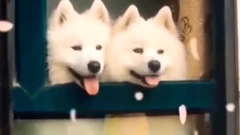 Cute and funny dog video