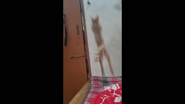 Kitten Mishu Jumping High