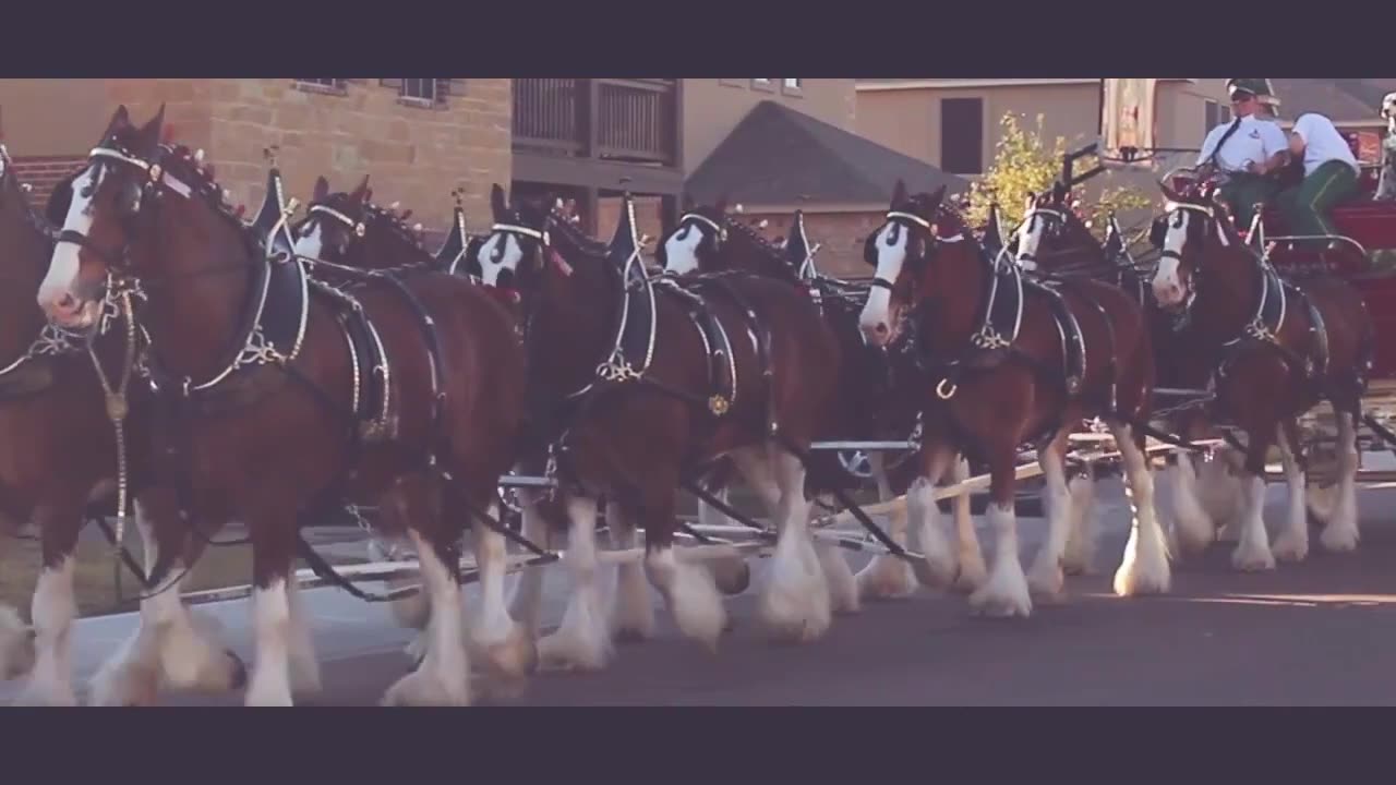 The power and beauty of Clydesdales horses