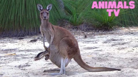 A western grey kangaroo with joey looking out of the pouch,subspecies Kangaroo Island kangaroo.