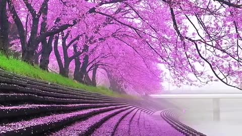 cherry blossoms in the morning