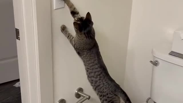 Cat lover