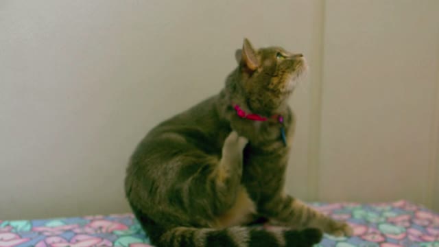 Slow Motion Cat Scratching Neck