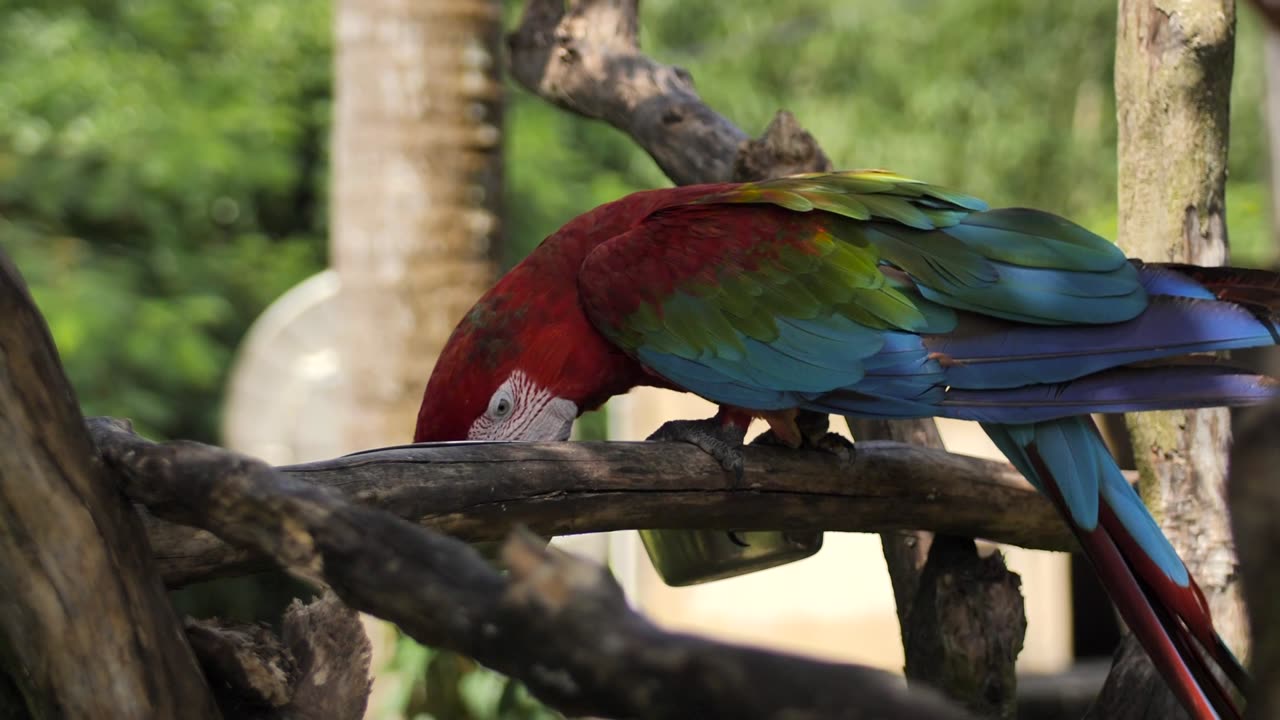 Macaw