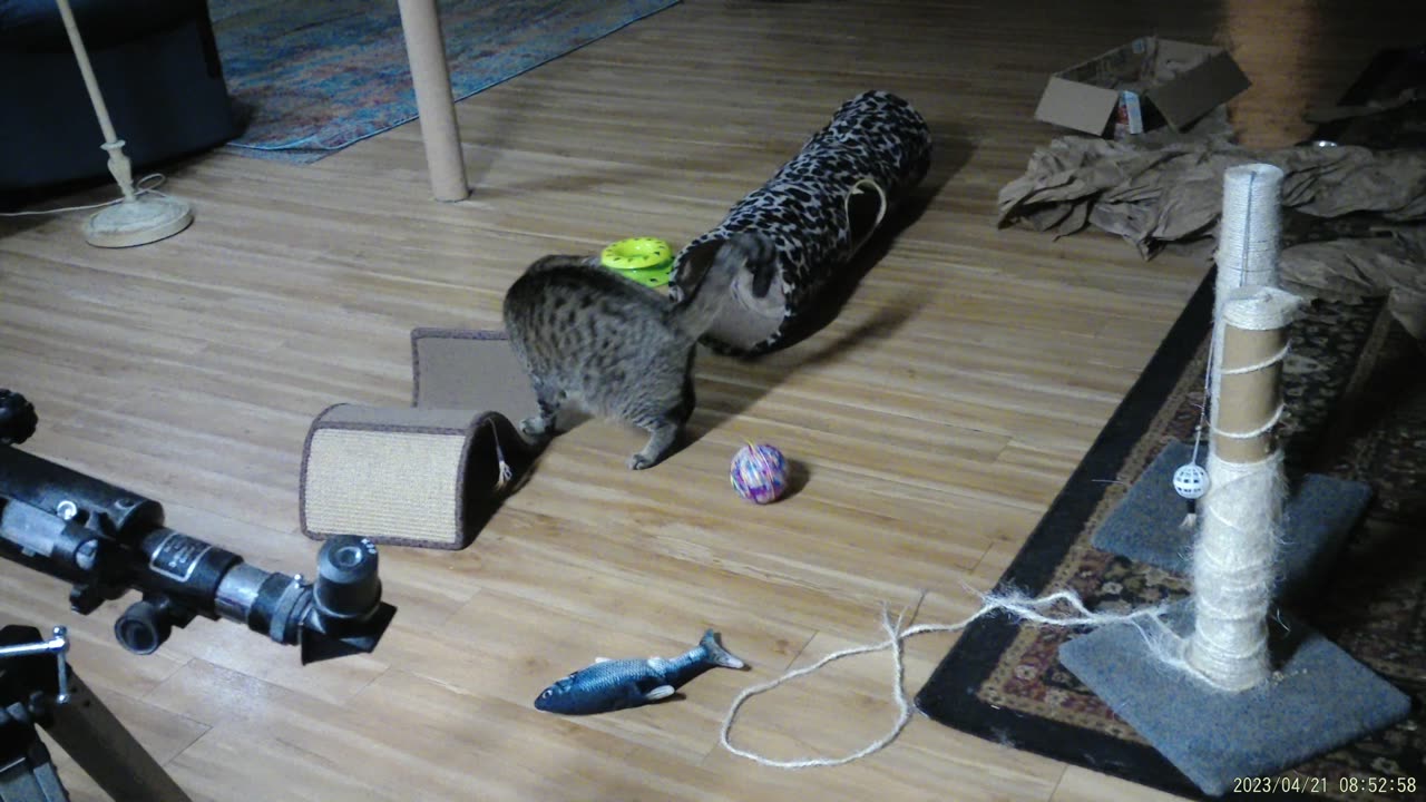 Frankie playing with a fake ball of yarn