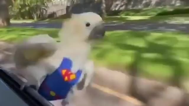 Superman Parrot