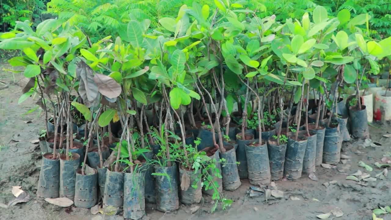 Cashew Cultivation and Cashew Nut Harvesting in My Village-3