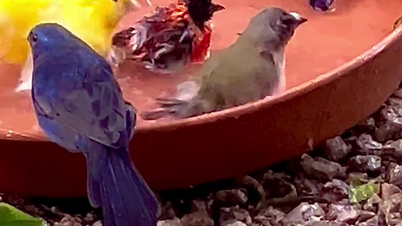 mix finches and softbills bird aviary