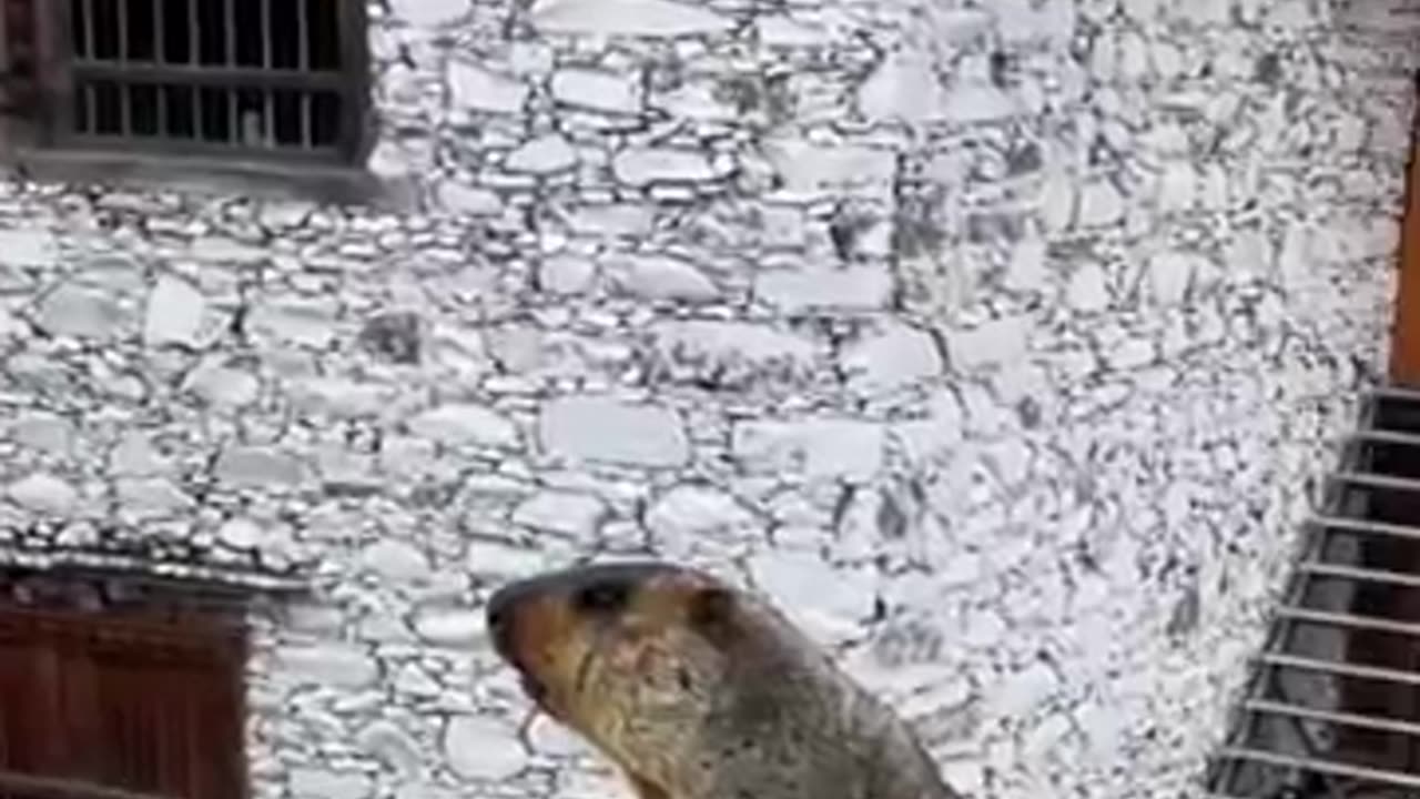 Cute Wild animal bobak Marmot or prairie dog from my wife Shooting 2