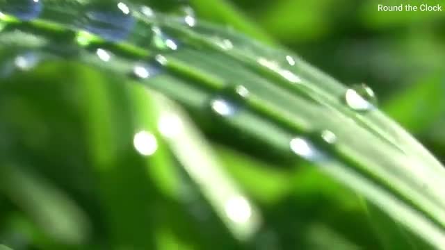Nature_with_Music__Nature_Song_Background