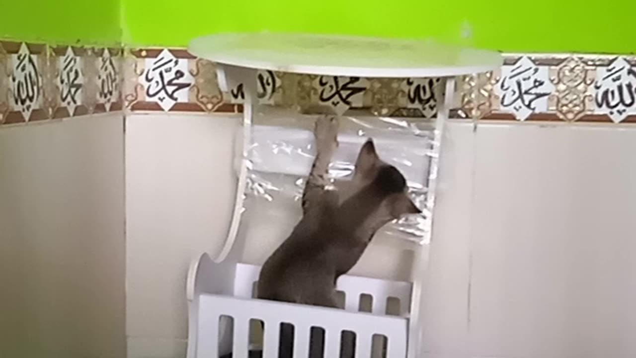 Cat discover thing 😁