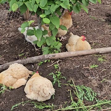 OMC! Angry Bird Starling does a flyby while my girls try to relax! #friends #angrybird #shorts
