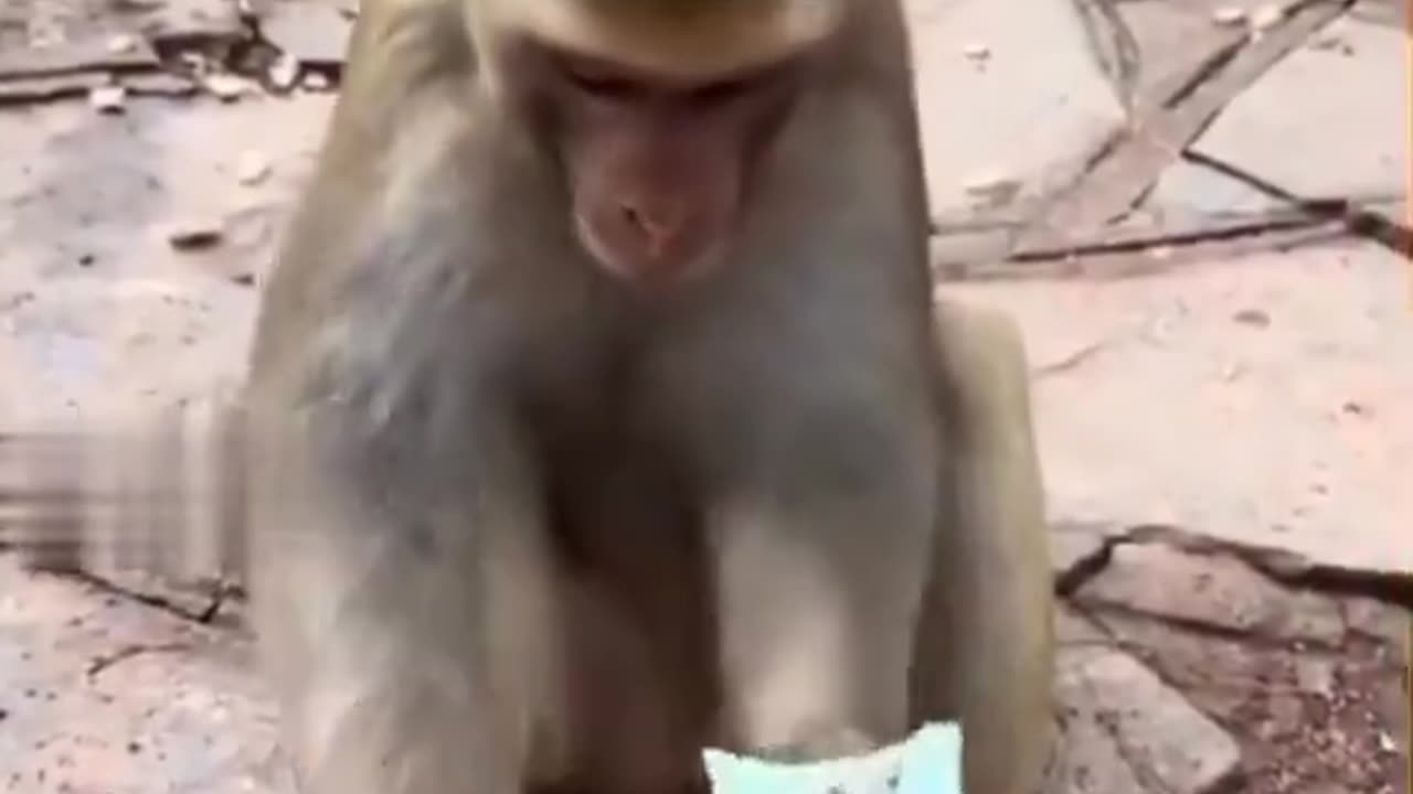 Monkey Doesn't Want Dirty Food