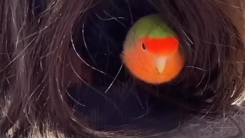 Parrot hairy nest