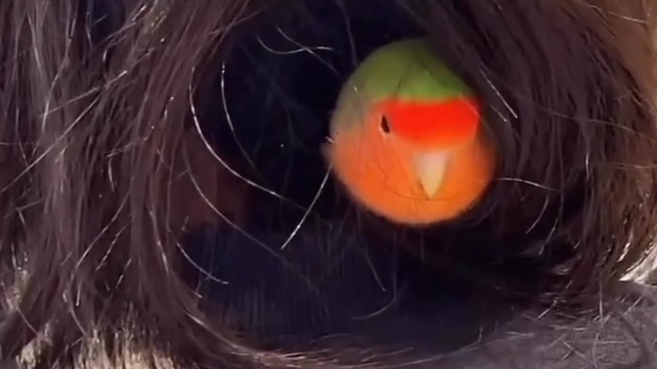 Parrot hairy nest