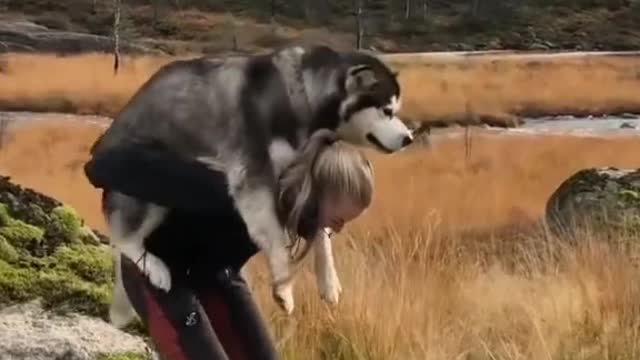 Beautiful Husky Dog climbing on me