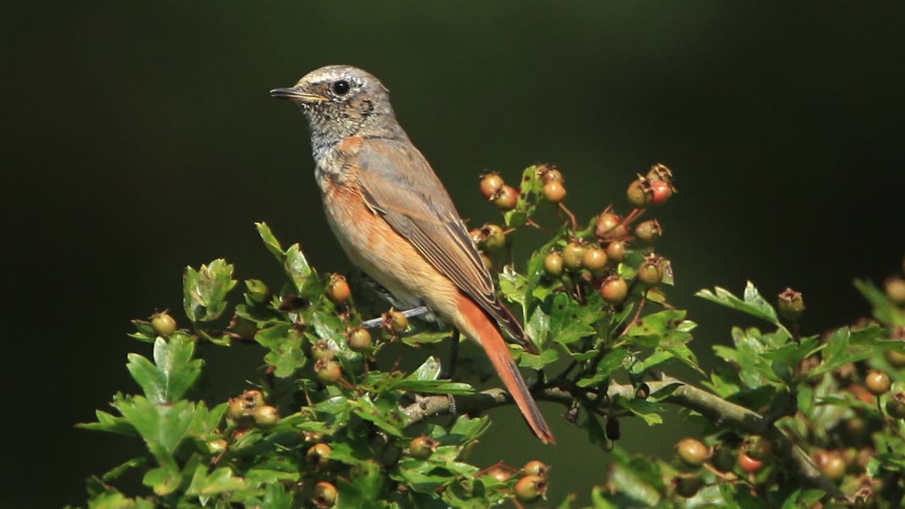 The Redstart: Close Up HD Footage (Phoenicurus phoenicurus)