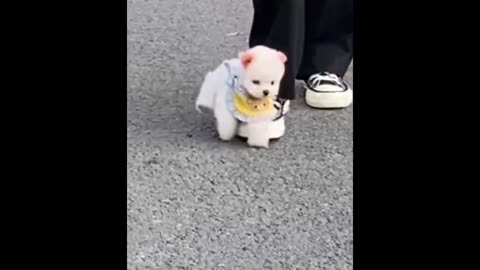 cute dog