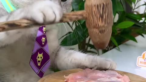 CAT LOVERS || CAT COOKING VIDEO | CAT FUNNY